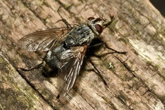 Microphthalma europaea