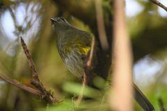 Phainoptila melanoxantha