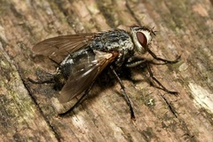 Microphthalma europaea