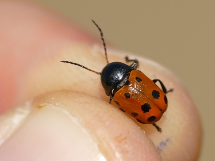 Cryptocephalus primarius from 95420 Omerville, France on June 29, 2019