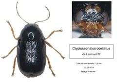 Cryptocephalus ocellatus