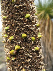 Xanthorrhoea drummondii