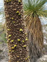 Xanthorrhoea drummondii