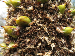 Xanthorrhoea drummondii