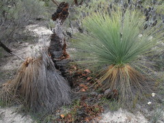 Xanthorrhoea drummondii