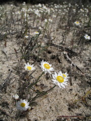 Hyalosperma cotula