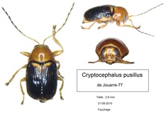 Cryptocephalus pusillus