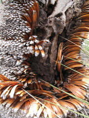 Xanthorrhoea drummondii