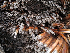 Xanthorrhoea drummondii