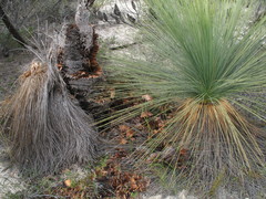 Xanthorrhoea drummondii