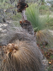 Xanthorrhoea drummondii