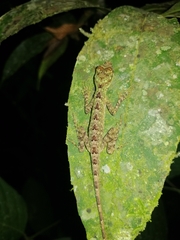 Anolis eulaemus