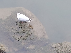 Chroicocephalus ridibundus