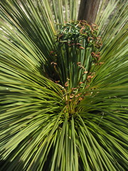 Xanthorrhoea drummondii