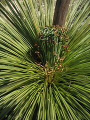 Xanthorrhoea drummondii