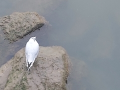 Chroicocephalus ridibundus