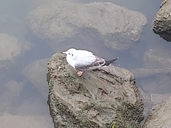 Chroicocephalus ridibundus