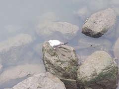 Chroicocephalus ridibundus