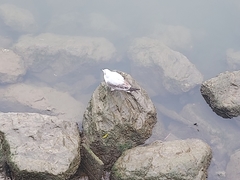 Chroicocephalus ridibundus