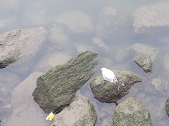 Chroicocephalus ridibundus