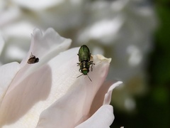 Bilyaxia
