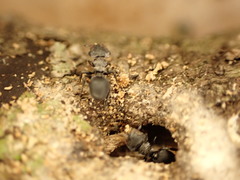 Cephalotes pusillus