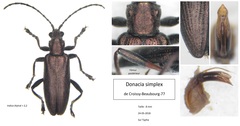 Donacia simplex
