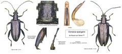 Donacia sparganii