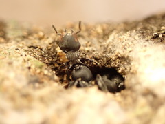 Cephalotes pusillus