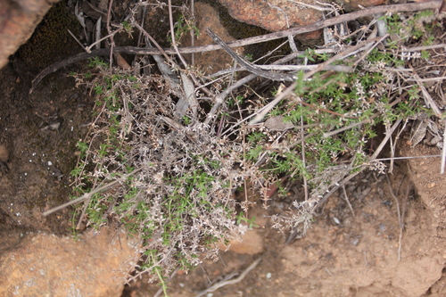 Image of Galium nuttallii by (c) Millie Basden, some rights reserved (CC BY)