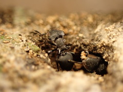 Cephalotes pusillus