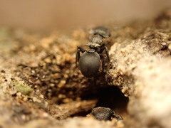 Cephalotes pusillus