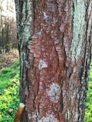 Trentepohlia umbrina