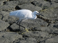 Egretta garzetta