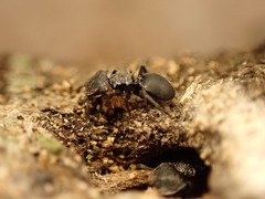 Cephalotes pusillus