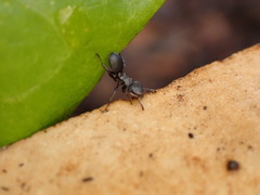 Cephalotes pusillus