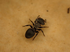 Cephalotes pusillus