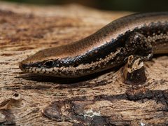 Notomabuya frenata