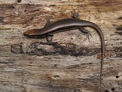 Notomabuya frenata