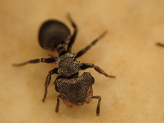 Cephalotes pusillus
