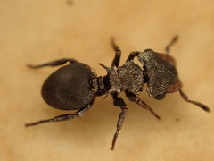 Cephalotes pusillus