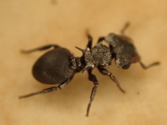 Cephalotes pusillus