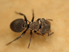 Cephalotes pusillus