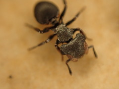 Cephalotes pusillus