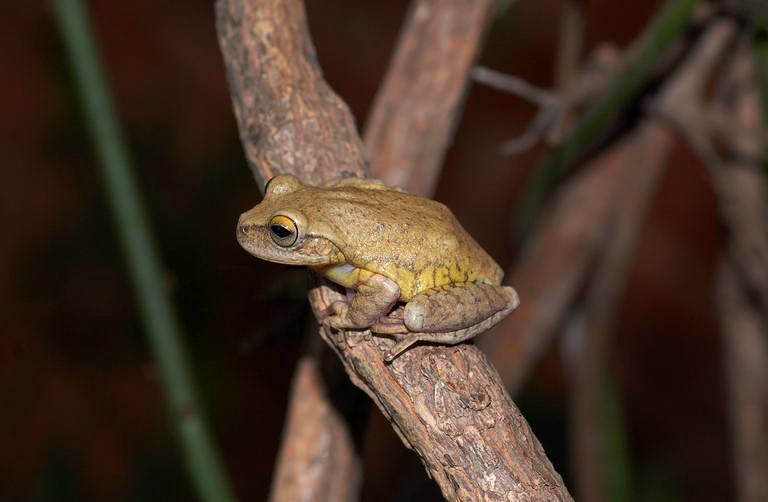 Fazenda Salto Treefrog