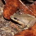 Upland Chorus Frog - Photo (c) Ty Smith, some rights reserved (CC BY-NC), uploaded by Ty Smith