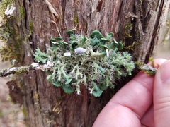 Heterodermia echinata