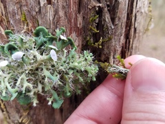 Heterodermia echinata