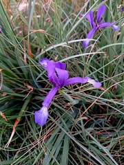 Iris reichenbachiana