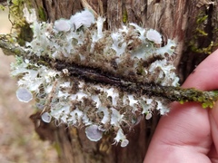 Heterodermia echinata